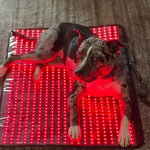 RESTORE Lumi-Paws  Red Light Therapy Mat