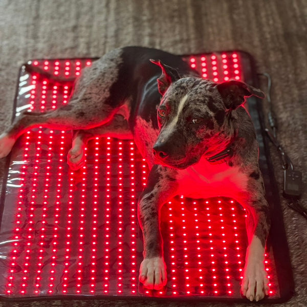 RESTORE Lumi-Paws  Red Light Therapy Mat